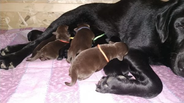 Cuccioli di Labrador Retriever con Pedigree Enci | Foto 2