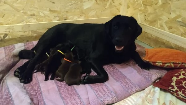 Cuccioli di Labrador Retriever con Pedigree Enci