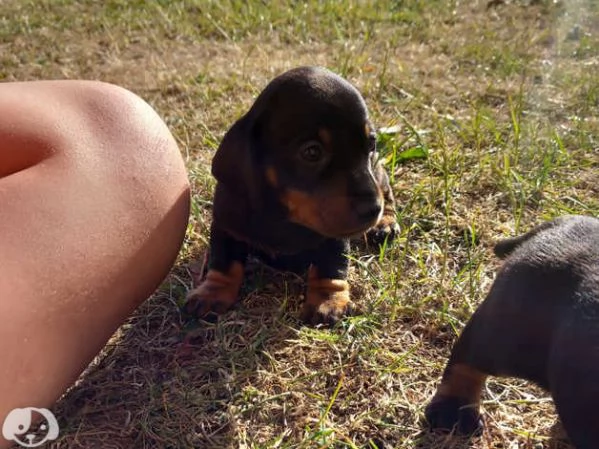 Splendidi cuccioli di bassotto | Foto 4