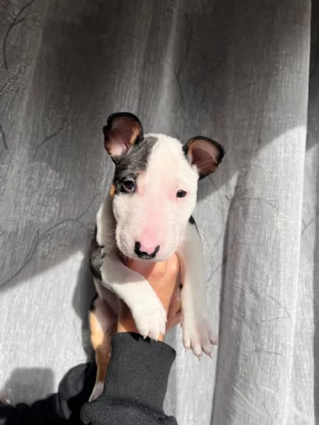 Bull Terrier Mini cucciolo maschio 1 | Foto 1