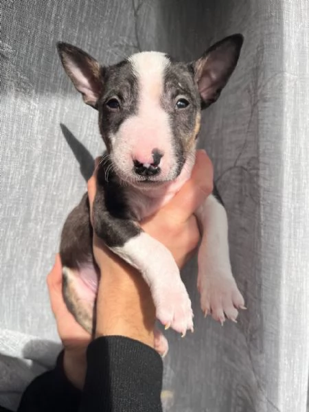 Bull Terrier Mini cucciolo maschio