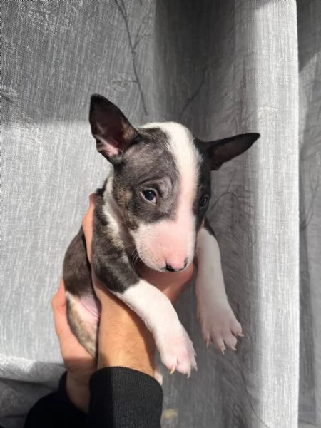 Bull Terrier Mini cucciolo maschio | Foto 1