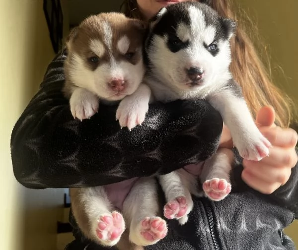 Cuccioli Siberian Husky con pedrigree 