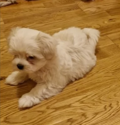 Bellissimi cuccioli maltese | Foto 0