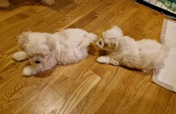 Bellissimi cuccioli maltese