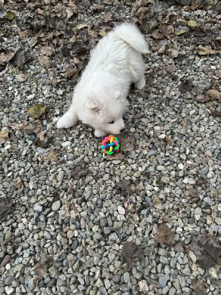 Cuccioli Samoiedo