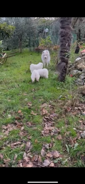 Cuccioli Samoiedo | Foto 0