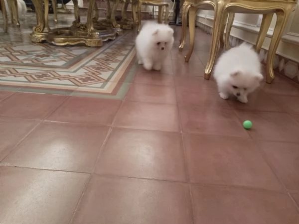 Cuccioli di Spitz tedesco nano pomenaria  | Foto 0