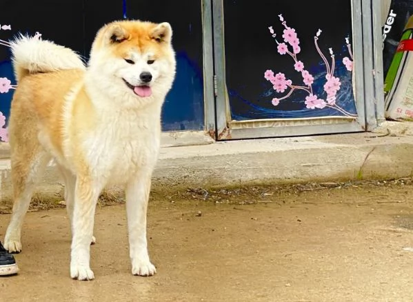 Prossima cucciolata di Akita Inu  | Foto 4