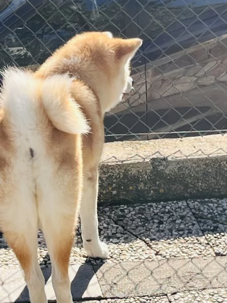 Prossima cucciolata di Akita Inu  | Foto 3