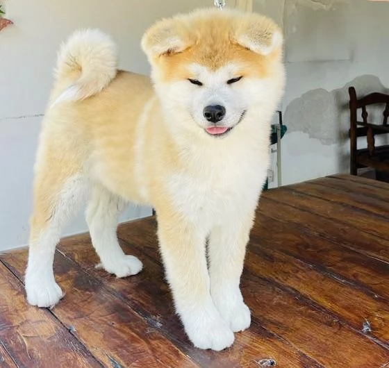 Prossima cucciolata di Akita Inu  | Foto 2