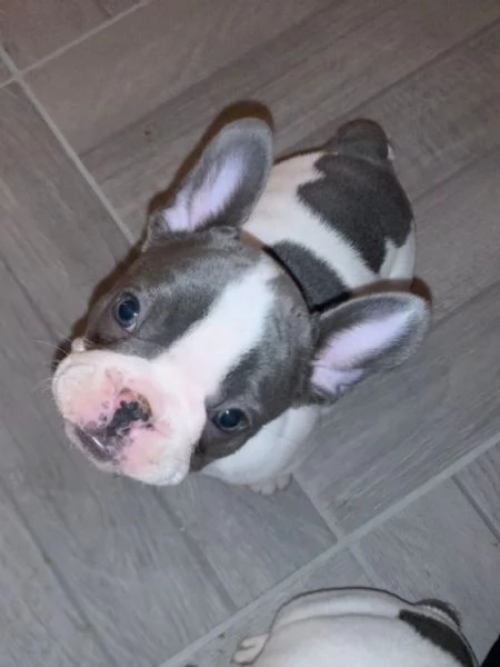 Cuccioli bulldog francesi esotici  | Foto 4