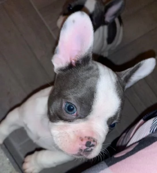 Cuccioli bulldog francesi esotici  | Foto 3