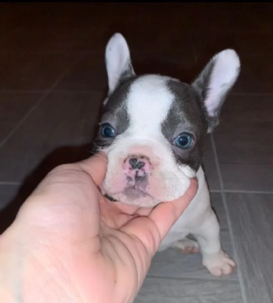 Cuccioli bulldog francesi esotici  | Foto 2