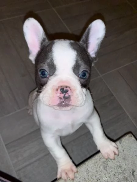 Cuccioli bulldog francesi esotici  | Foto 0