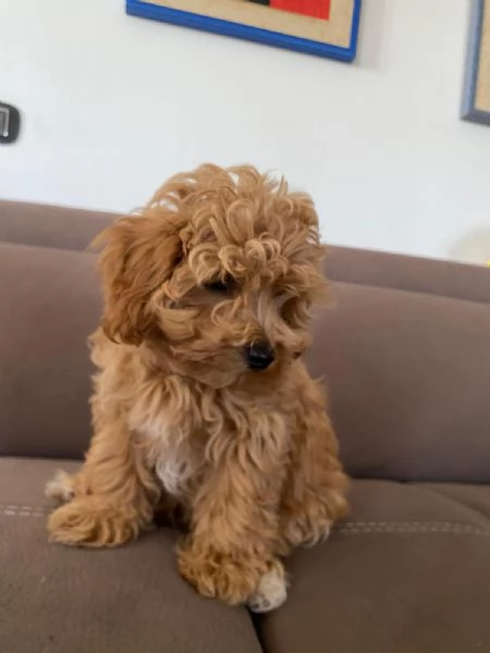 Vendo cuccioli di cane mini Toy Maltipoo 