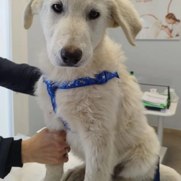 Bianco Cucciolo cerca casa