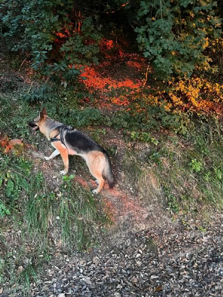 Regalo cane Pastore tedesco  | Foto 2