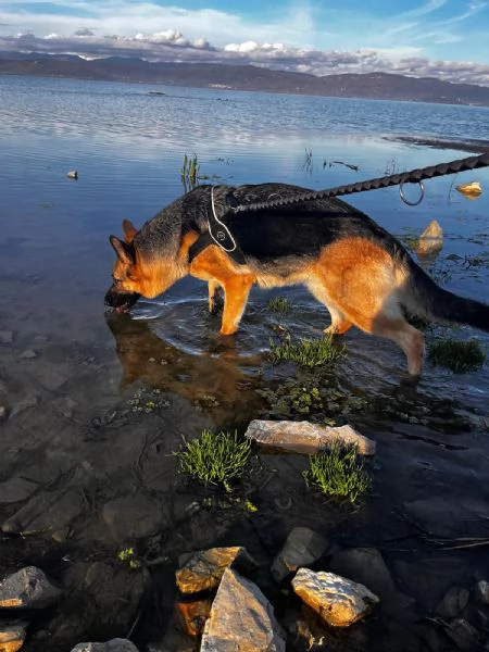 Regalo cane Pastore tedesco  | Foto 1