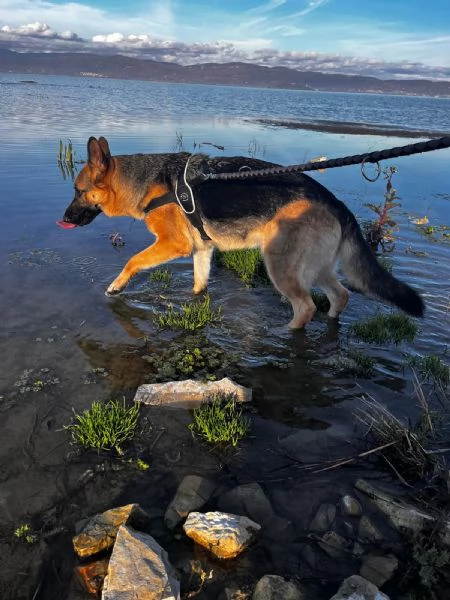 Regalo cane Pastore tedesco  | Foto 0