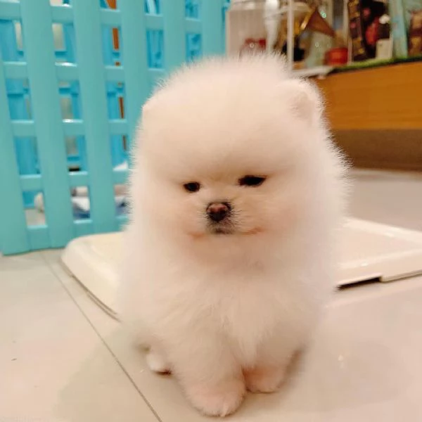 Cuccioli di Pomerania orsacchiotto dagli occhi azzurri