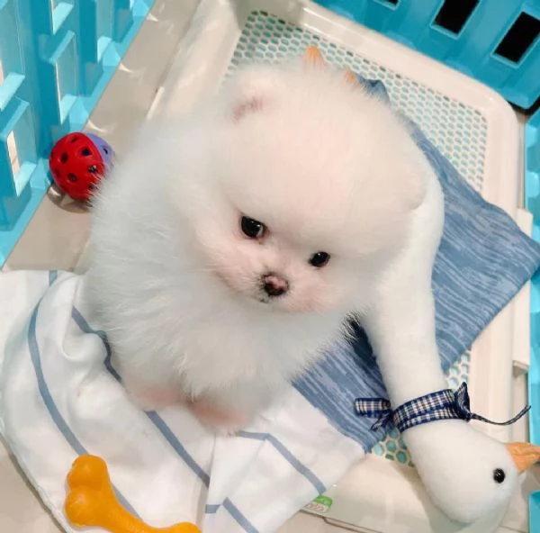 Cuccioli di Pomerania orsacchiotto dagli occhi azzurri | Foto 2