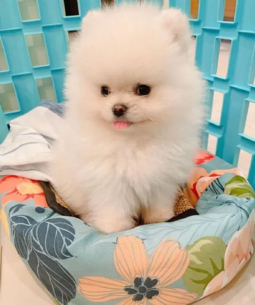 Cuccioli di Pomerania orsacchiotto dagli occhi azzurri | Foto 0