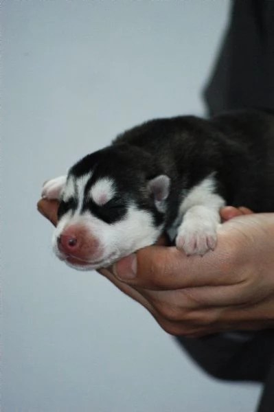 Siberian husky 