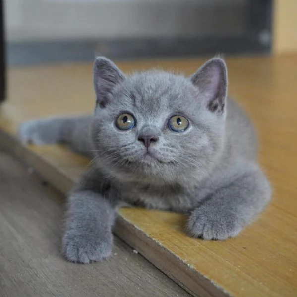 Graziosi gattini British Blue Shorthair | Foto 3