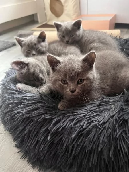 Graziosi gattini British Blue Shorthair | Foto 2