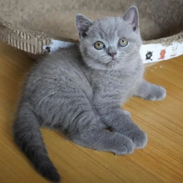 Graziosi gattini British Blue Shorthair | Foto 1