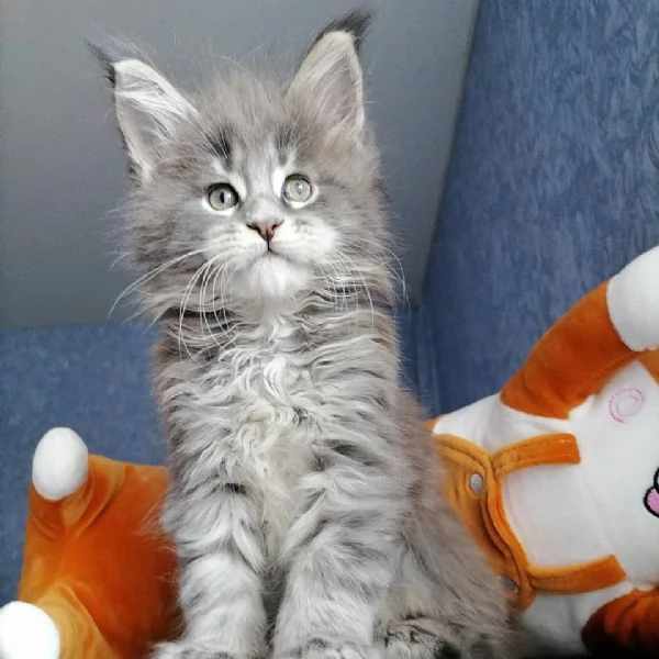 Gattini Maine Coon disponibili | Foto 0