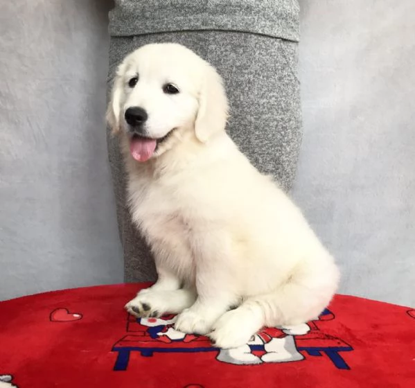 Cuccioli di golden retriever Bianchi | Foto 0