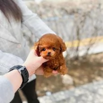 Adorabili cuccioli di barboncino toy