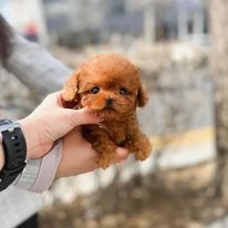 Adorabili cuccioli di barboncino toy | Foto 0