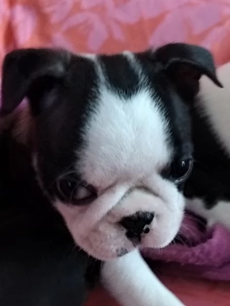 cuccioli di boston terrier