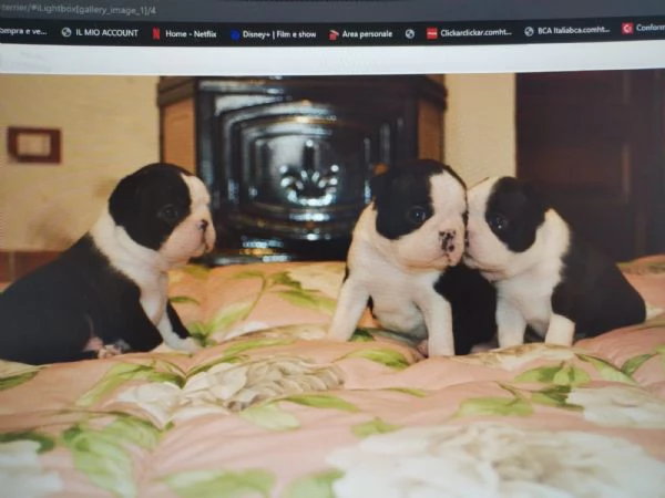 cuccioli di boston terrier | Foto 6