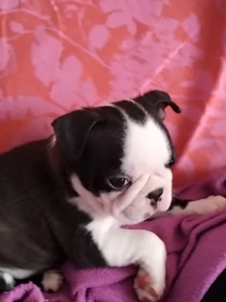 cuccioli di boston terrier | Foto 4