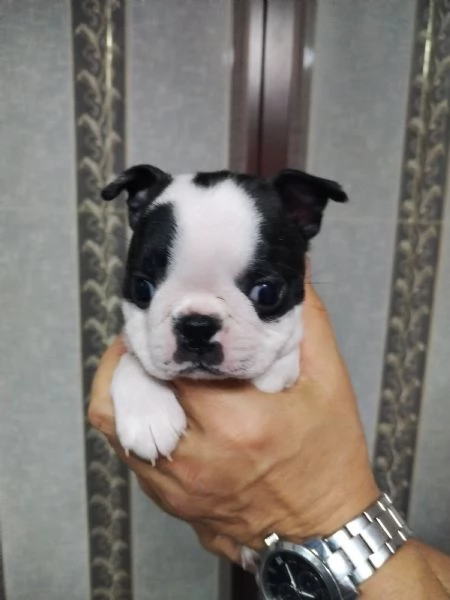 cuccioli di boston terrier | Foto 3