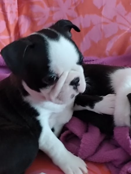 cuccioli di boston terrier | Foto 1