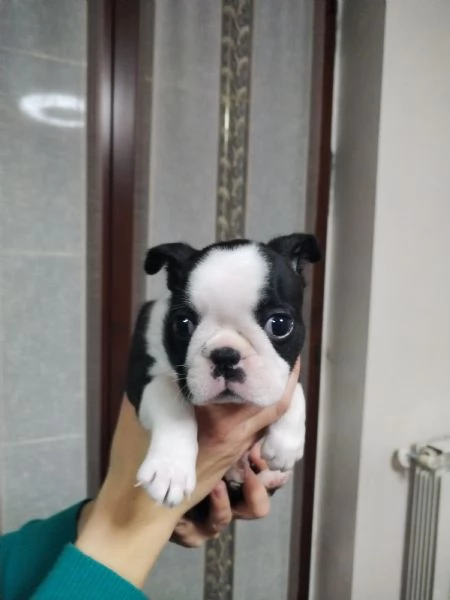 cuccioli di boston terrier | Foto 0