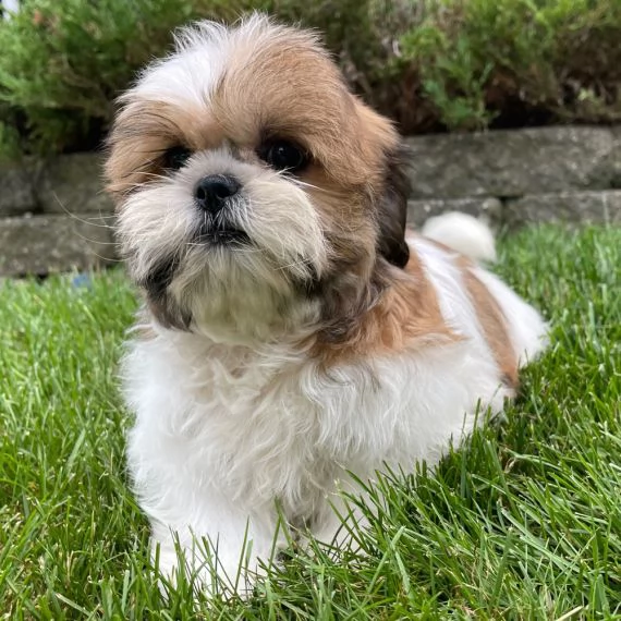 Regalo Bellissimi cuccioli allevati Shihtzu colore bianco e nero Due e una feminuccia Maschietti