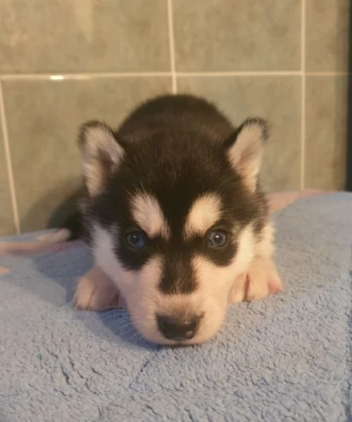 Cuccioli S husky 