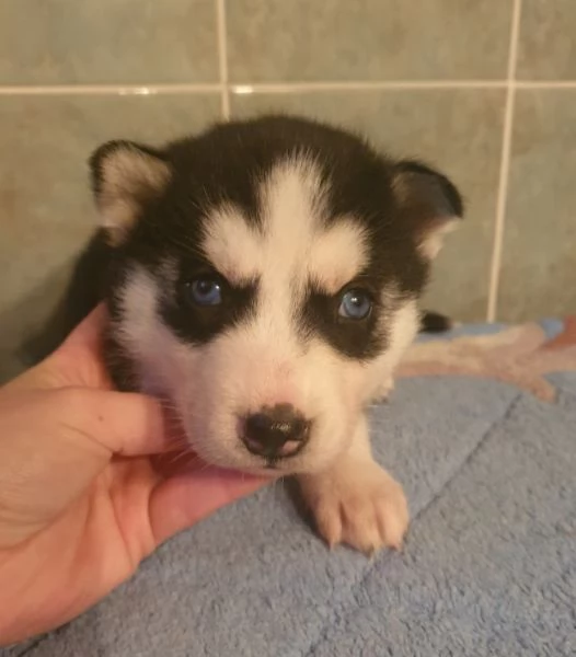 Cuccioli S husky  | Foto 5