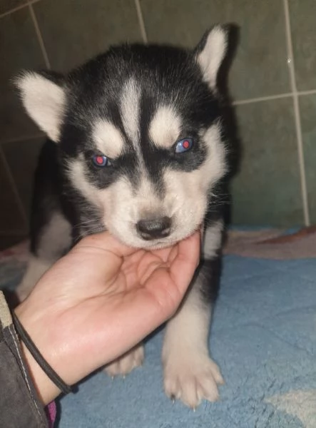 Cuccioli S husky  | Foto 4