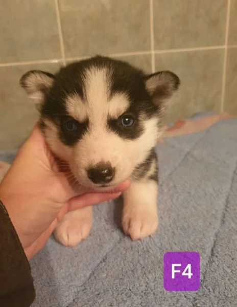 Cuccioli S husky  | Foto 1