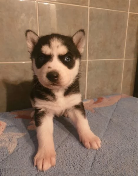 Cuccioli S husky  | Foto 0