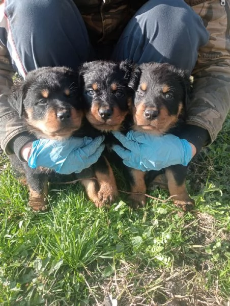 Cuccioli di Rottweiler