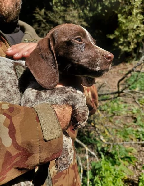 Cuccioli Springer SpanielBracco Tedesco | Foto 1