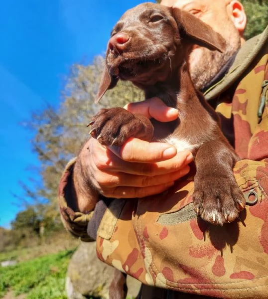 Cuccioli Springer SpanielBracco Tedesco